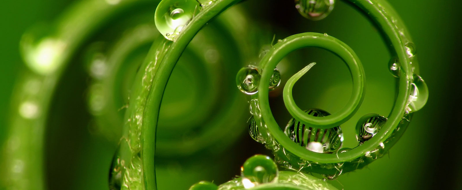 A green fern frond unfurling — new growth